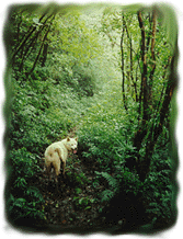 Haichiko in the Rainforest