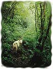 Hachiko in the rainforest