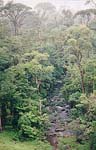 Rainforest canopy