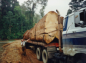 Stolen Santa Maria tree