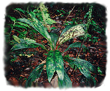 Stained-Glass Window Palm