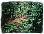 Typical rainforest trail